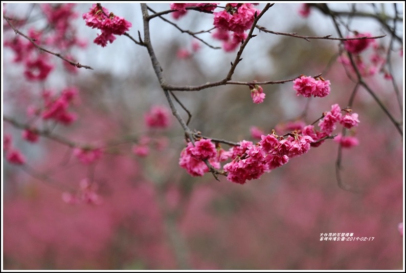 大同崙埤河濱櫻花公園-2019-02-29.jpg