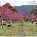 大同崙埤河濱櫻花公園-2019-02-31.jpg