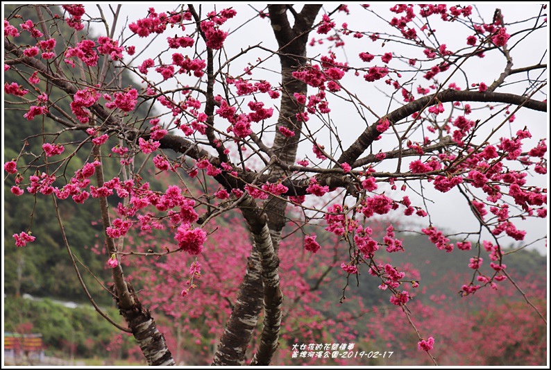 大同崙埤河濱櫻花公園-2019-02-32.jpg