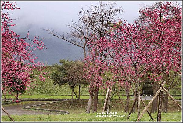 大同崙埤河濱櫻花公園-2019-02-33.jpg