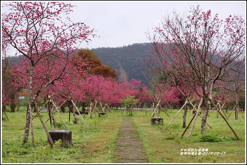 大同崙埤河濱櫻花公園-2019-02-34.jpg