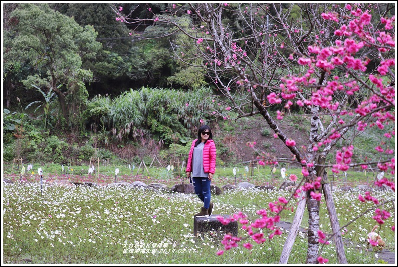 宜蘭縣,大同鄉崙埤河濱公園,櫻花季,八重櫻,大波斯菊花海,太平山國家森林遊樂區,明池森林遊樂區,宜蘭,大同,崙埤社區,櫻花,賞櫻,崙埤櫻花公園,崙埤河濱公園