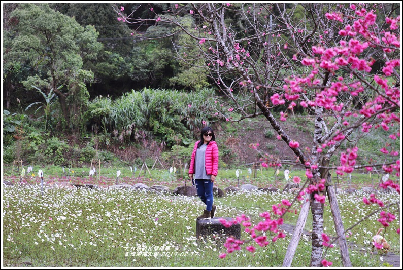 宜蘭,大同,崙埤社區,櫻花,賞櫻,崙埤櫻花公園,崙埤河濱公園,部落,宜蘭景點