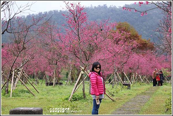 大同崙埤河濱櫻花公園-2019-02-42.jpg