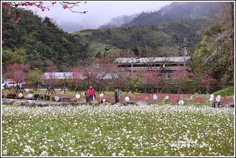 大同崙埤河濱櫻花公園-2019-02-45.jpg