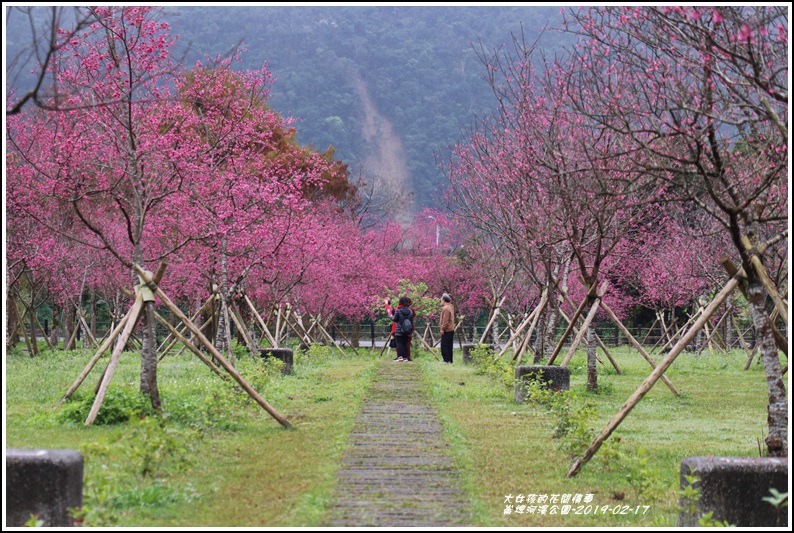 大同崙埤河濱櫻花公園-2019-02-46.jpg