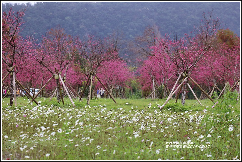 大同崙埤河濱櫻花公園-2019-02-50.jpg