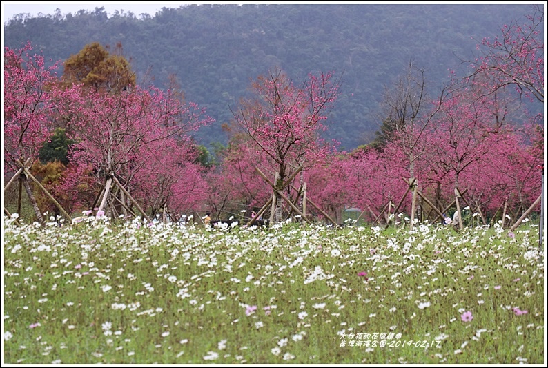 大同崙埤河濱櫻花公園-2019-02-51.jpg