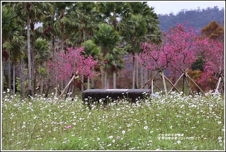 大同崙埤河濱櫻花公園-2019-02-52.jpg