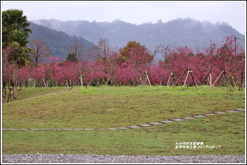 大同崙埤河濱櫻花公園-2019-02-53.jpg