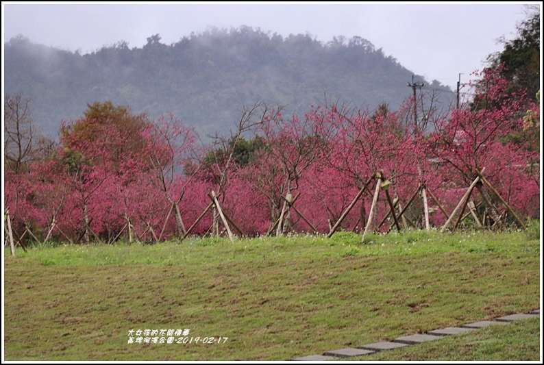 大同崙埤河濱櫻花公園-2019-02-57.jpg