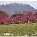 大同崙埤河濱櫻花公園-2019-02-57.jpg