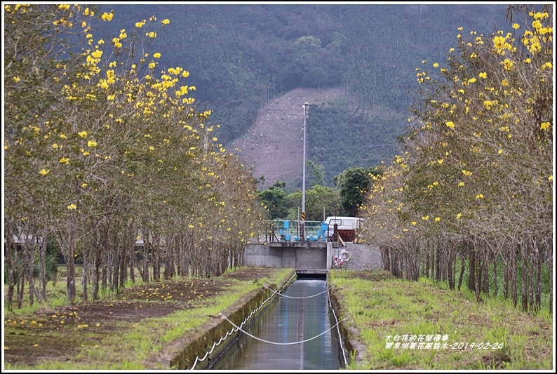 興泉圳(富源國中)黃花風鈴木-2019-02-04.jpg