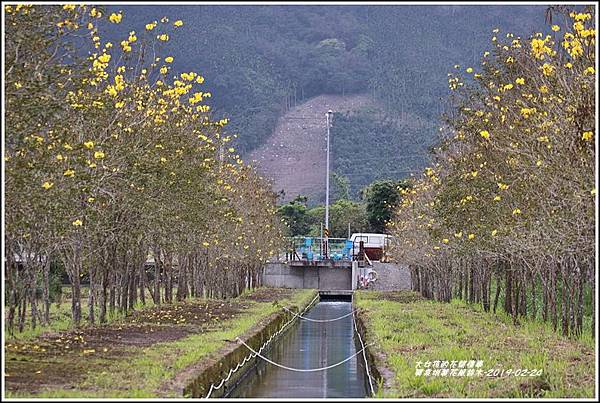 興泉圳(富源國中)黃花風鈴木-2019-02-04.jpg