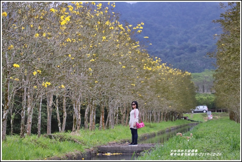 興泉圳(富源國中)黃花風鈴木-2019-02-19.jpg