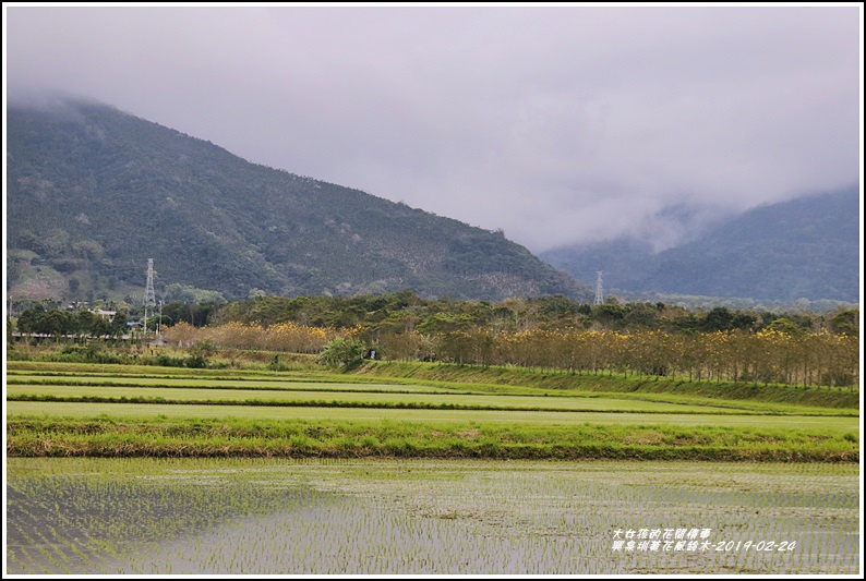 興泉圳(富源國中)黃花風鈴木-2019-02-39.jpg