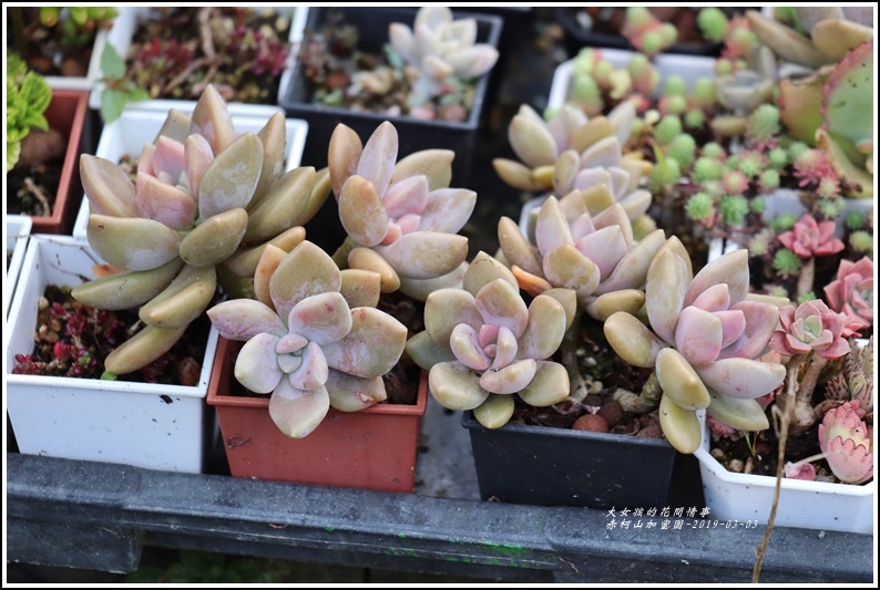 赤柯山加蜜園-2019-03-06.jpg