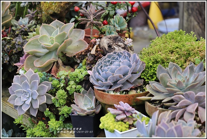 赤柯山加蜜園-2019-03-11.jpg