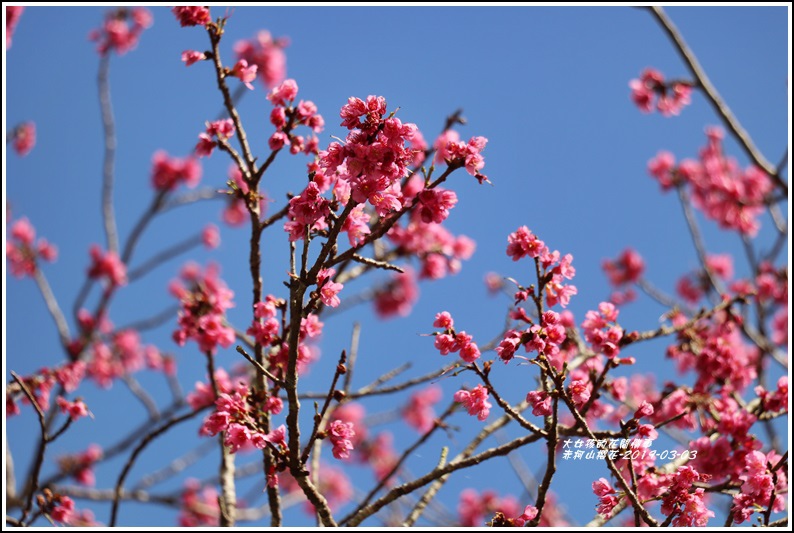 赤柯山櫻花-2019-03-02.jpg