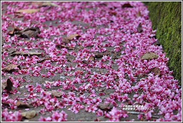 赤柯山櫻花-2019-03-06.jpg