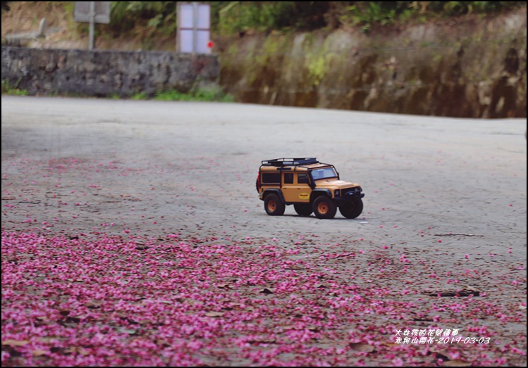 赤柯山櫻花-2019-03-10.jpg