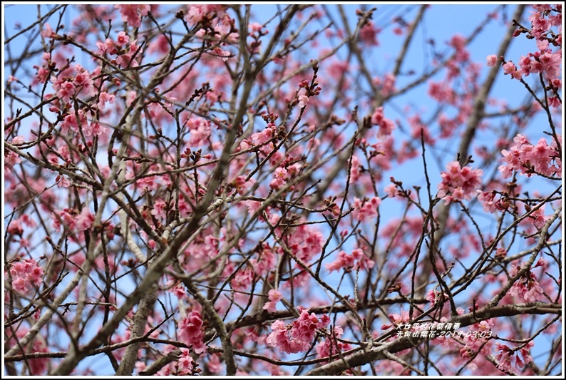 赤柯山櫻花-2019-03-18.jpg