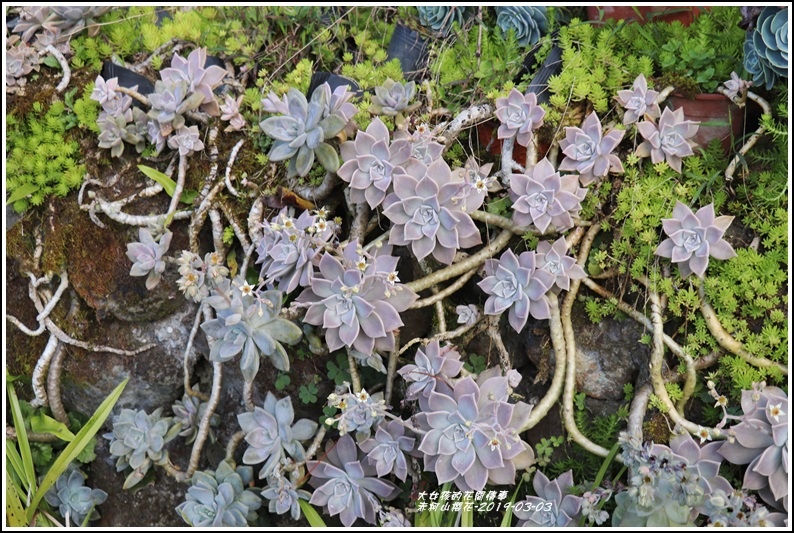 赤柯山櫻花-2019-03-32.jpg