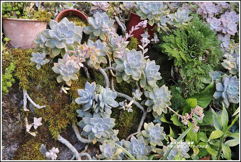 赤柯山櫻花-2019-03-34.jpg