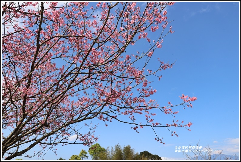 赤柯山櫻花-2019-03-40.jpg