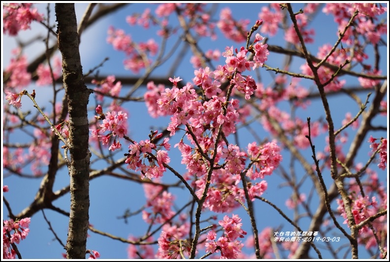 赤柯山櫻花-2019-03-41.jpg