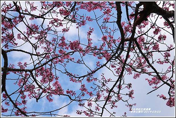 赤柯山櫻花-2019-03-44.jpg