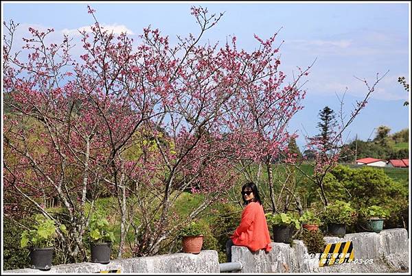 赤柯山櫻花-2019-03-46.jpg