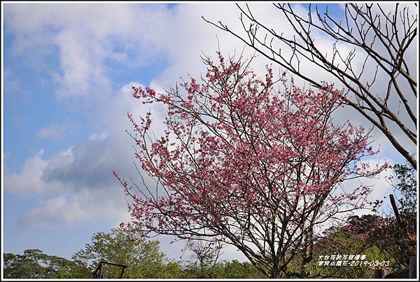 赤柯山櫻花-2019-03-54.jpg