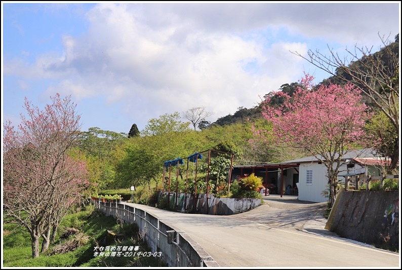 赤柯山,花蓮,櫻花,金針花,繡球花,大石茶園,山區慢遊,玉里,賞櫻,百岳