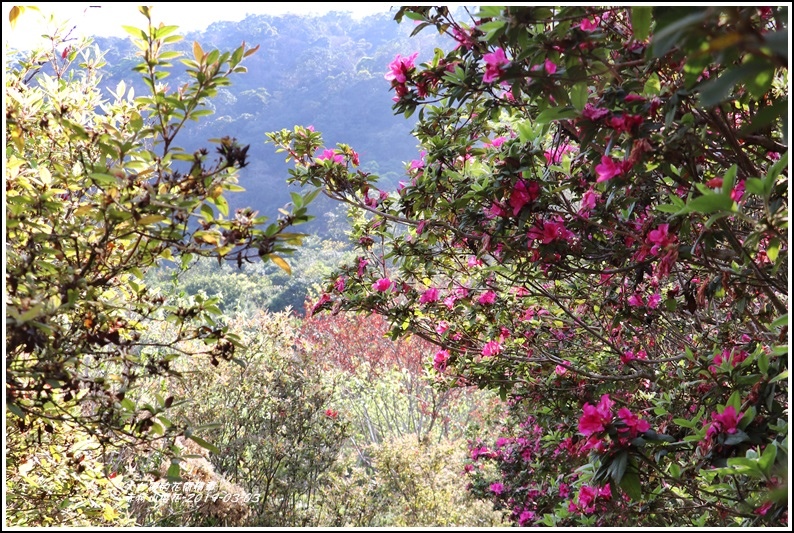 赤柯山櫻花-2019-03-70.jpg