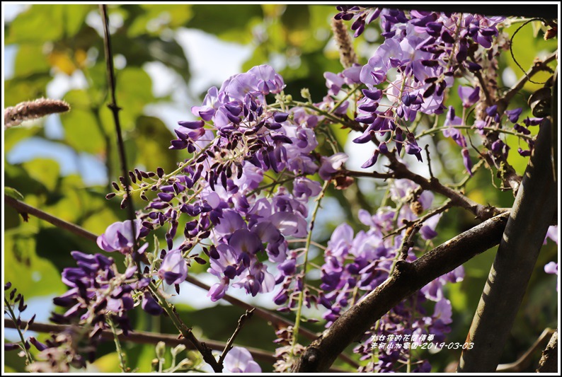 赤柯山加蜜園-2019-03-47.jpg