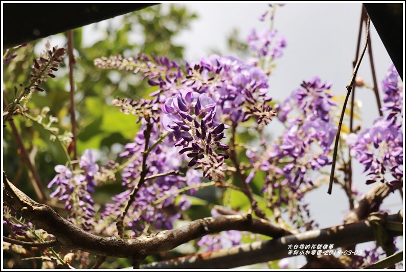 赤柯山加蜜園-2019-03-48.jpg