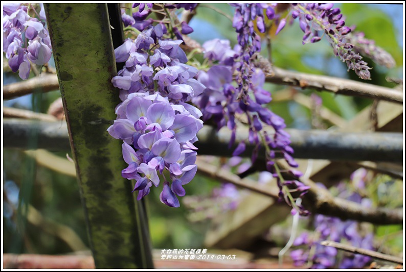 赤柯山加蜜園-2019-03-50.jpg