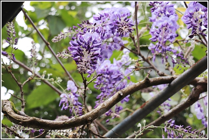 赤柯山加蜜園-2019-03-53.jpg