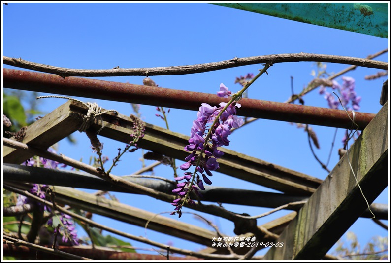 赤柯山加蜜園-2019-03-54.jpg