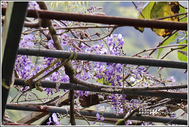 赤柯山加蜜園-2019-03-55.jpg