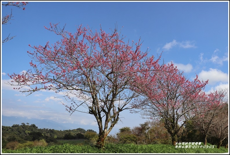 赤柯山櫻花-2019-03-76.jpg