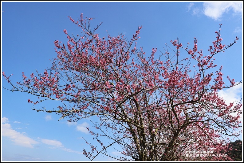 赤柯山櫻花-2019-03-78.jpg