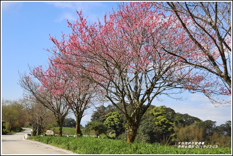 赤柯山櫻花-2019-03-87.jpg