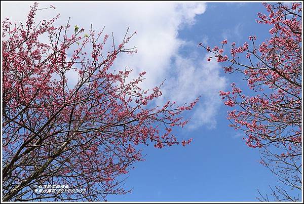 赤柯山櫻花-2019-03-91.jpg