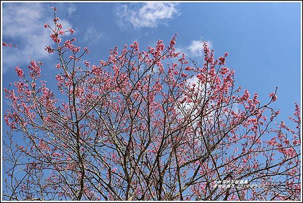 赤柯山櫻花-2019-03-92.jpg