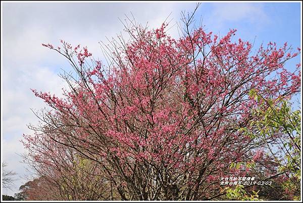 赤柯山櫻花-2019-03-98.jpg