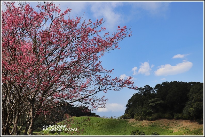 赤柯山櫻花-2019-03-105.jpg