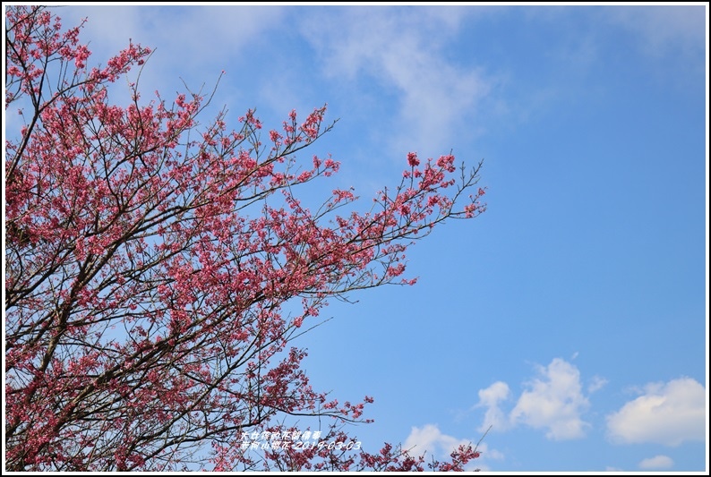 赤柯山櫻花-2019-03-107.jpg