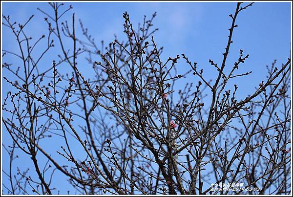 赤柯山櫻花-2019-03-109.jpg